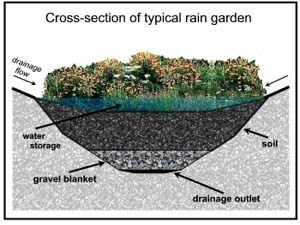 rain garden